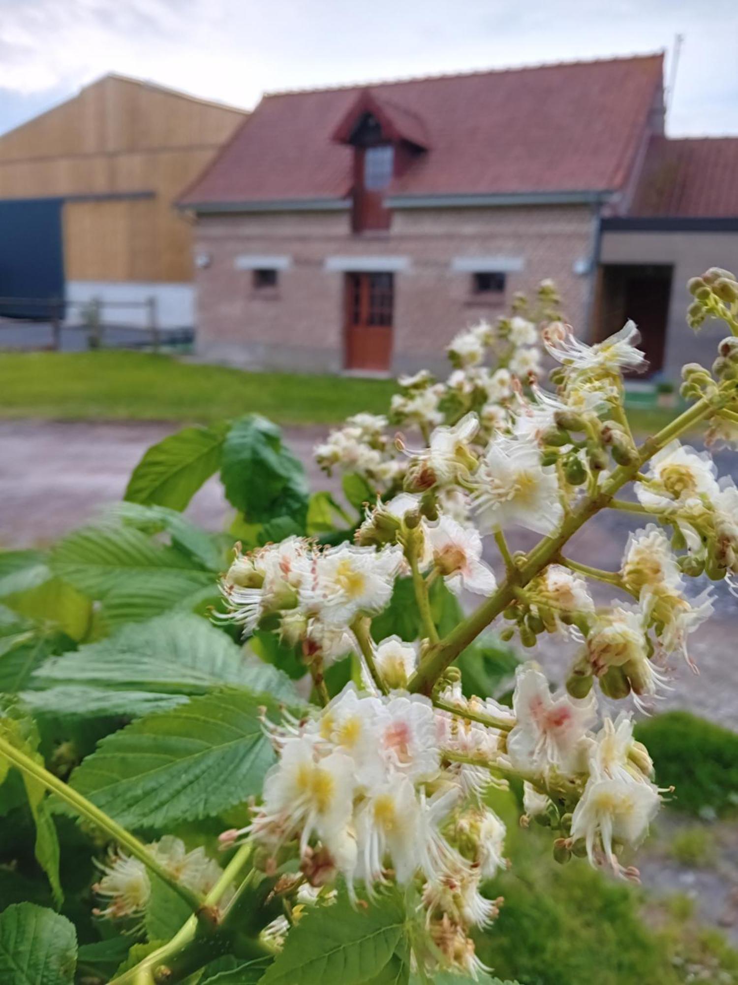 Gite Ferme Du Marronnier Derchigny Exterior foto